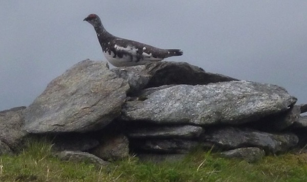 Simm-bagging ptarmigan on top of Meall Ailein (photo: Alan Dawson)