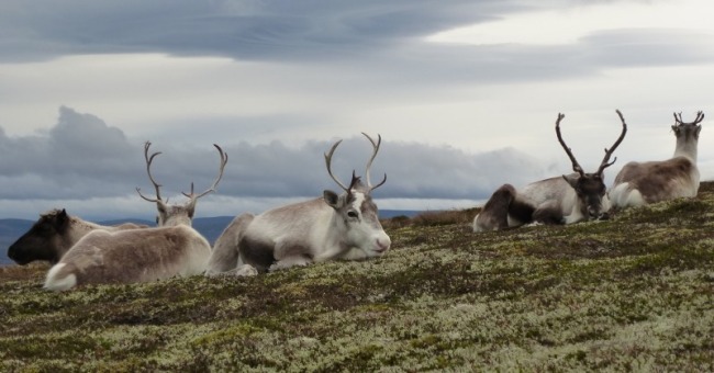Five reindeer on Carn Tuairneir in the Hills of Cromdale (photo: Alan Dawson)