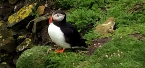 Another island visitor (photo: Ursula Stubbings)