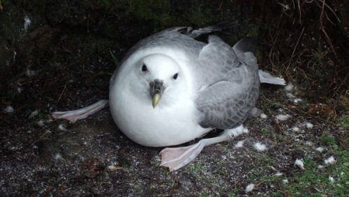 Foula fulmar, Shetland (photo: Alan Dawson)