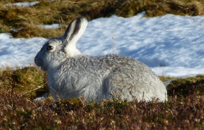 Resting hare in Strathdearn (photo: Alan Dawson)<br />
The tortoise was plodding on somewhere higher up out of sight